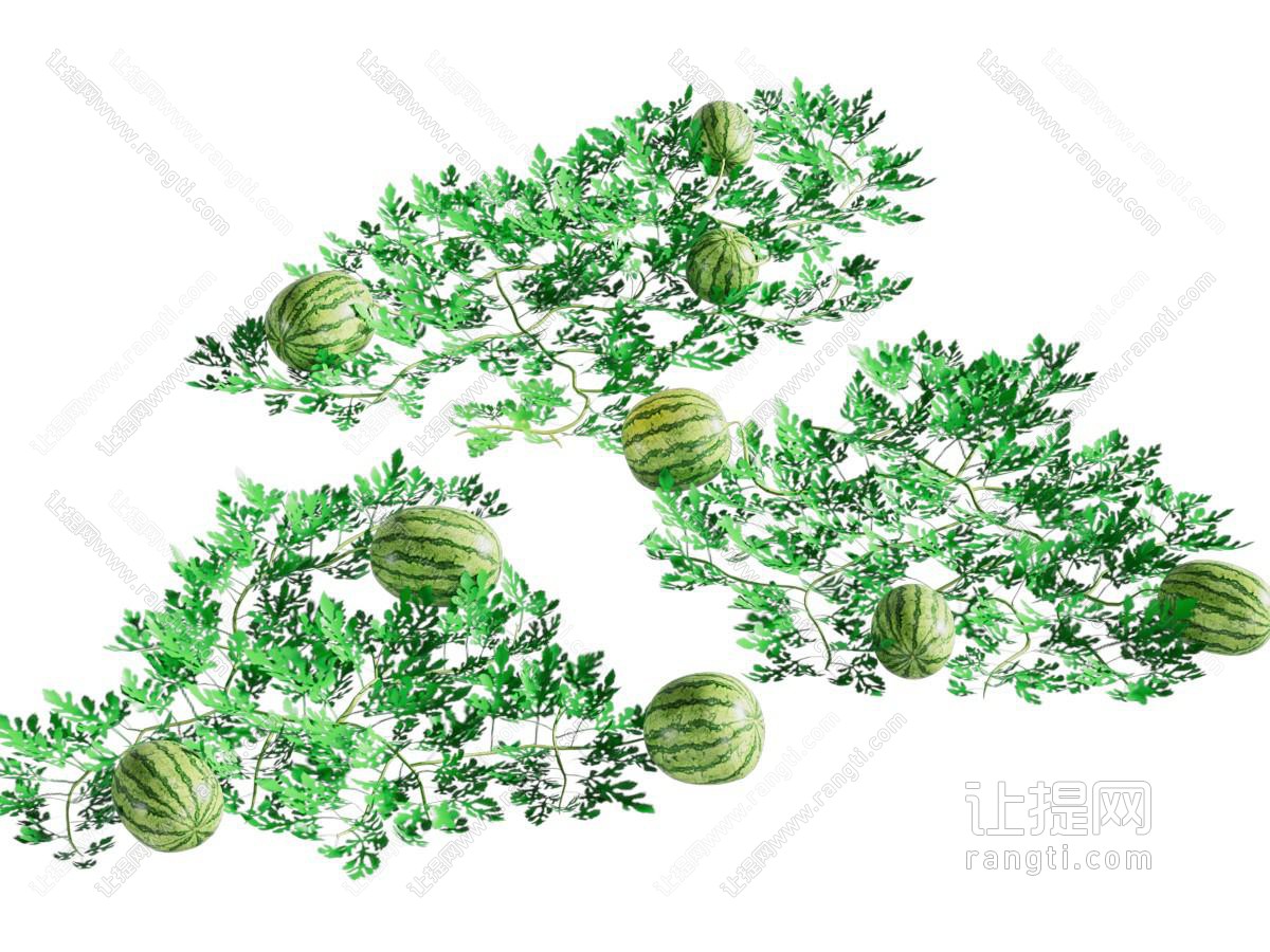 西瓜 西瓜苗 西瓜藤 植物 藤蔓 西瓜地