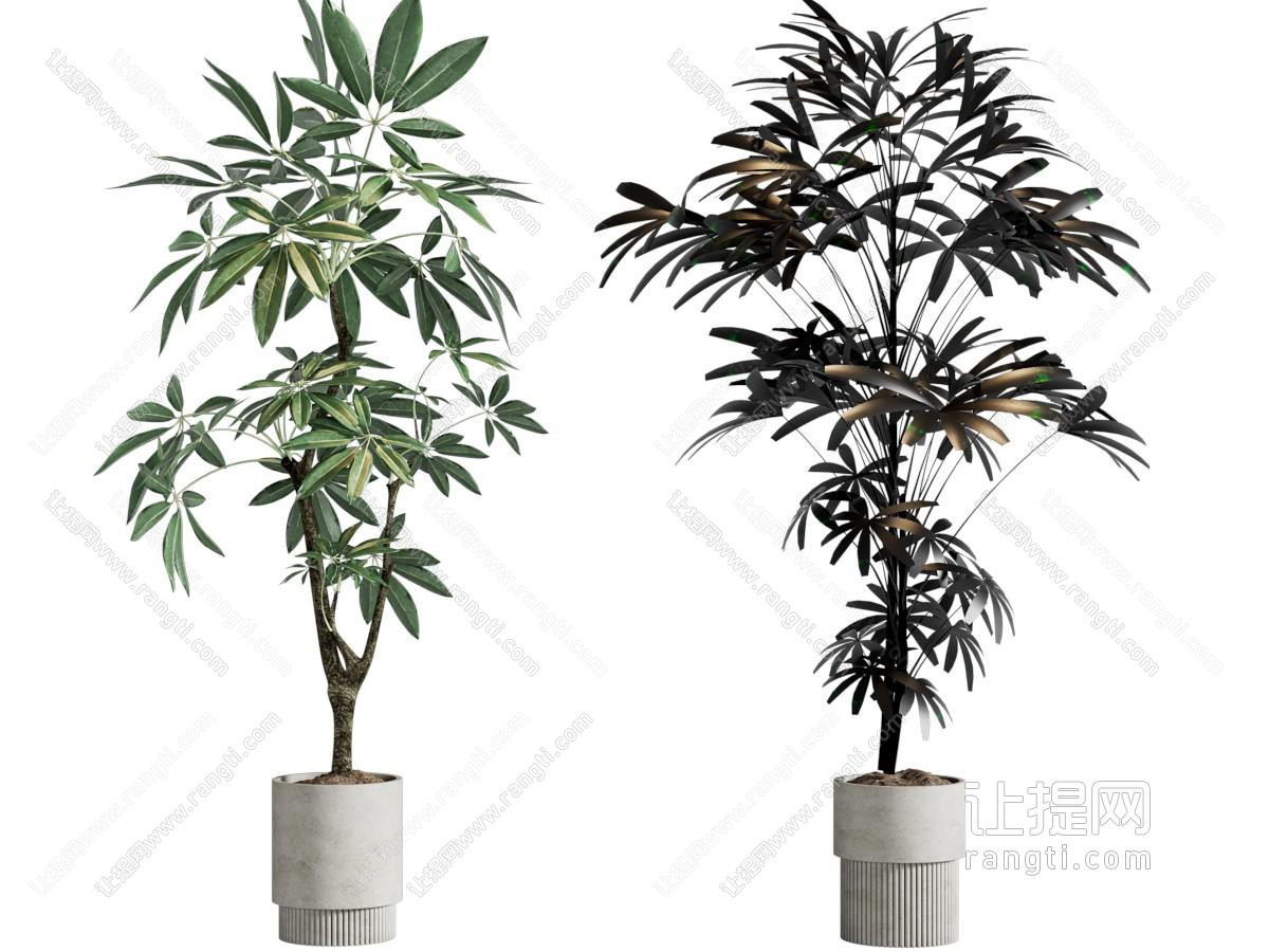 现代花盆盆景盆栽植物