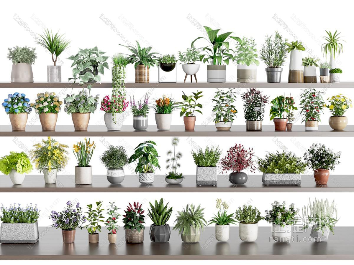现代植物花卉