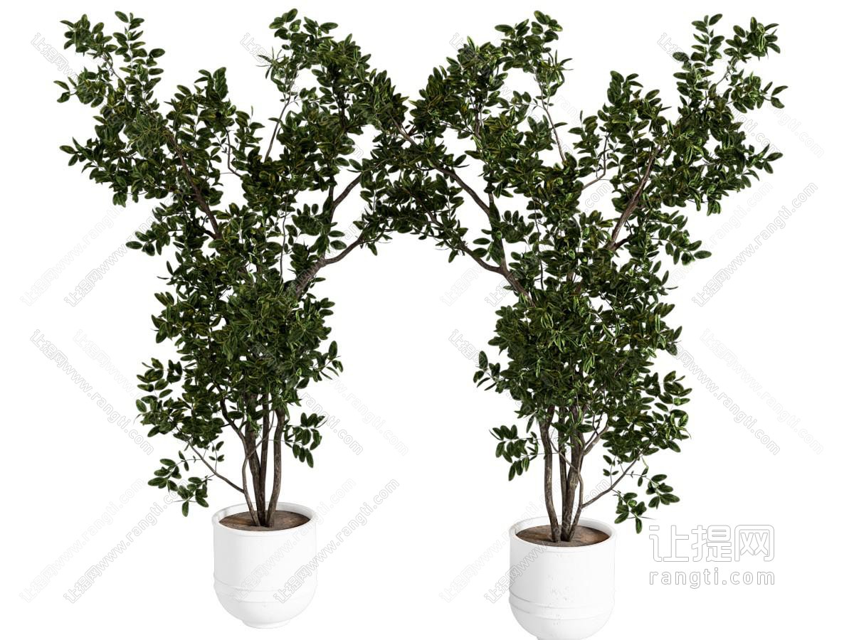 新中式榕树枝盆栽