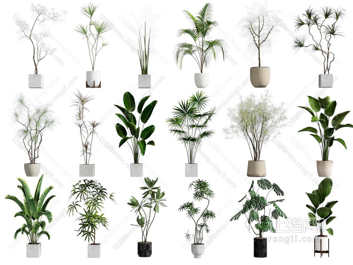 盆栽 植物盆栽 绿植盆栽