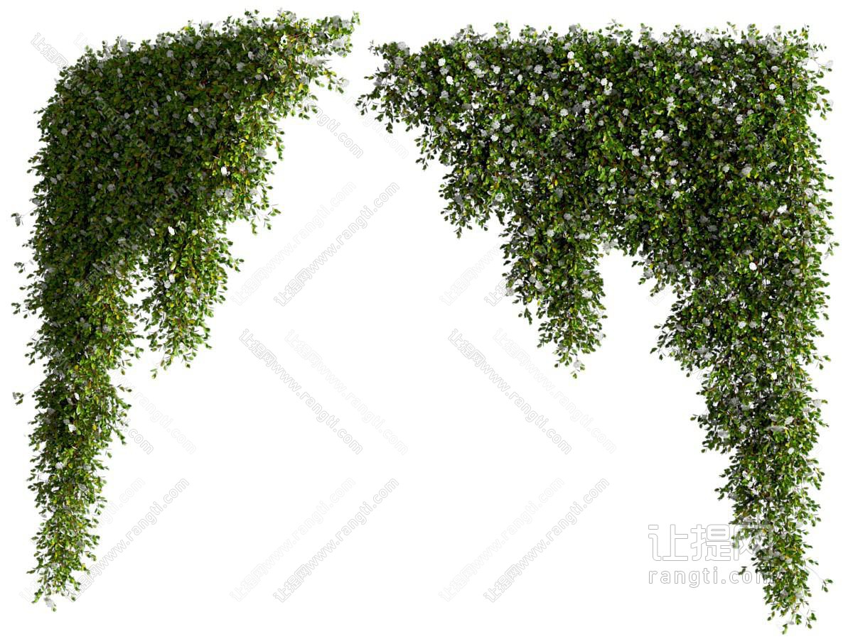 悬挂植物