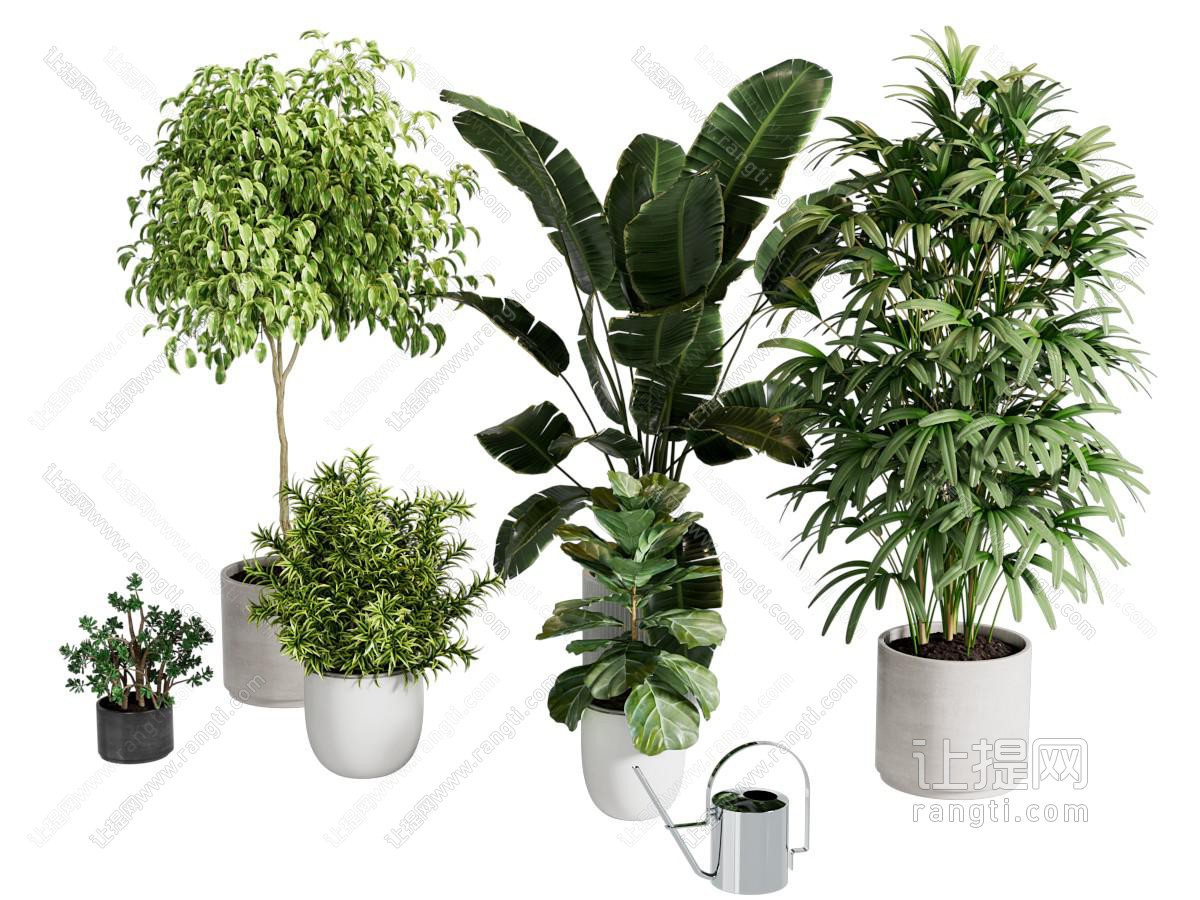 现代盆栽植物