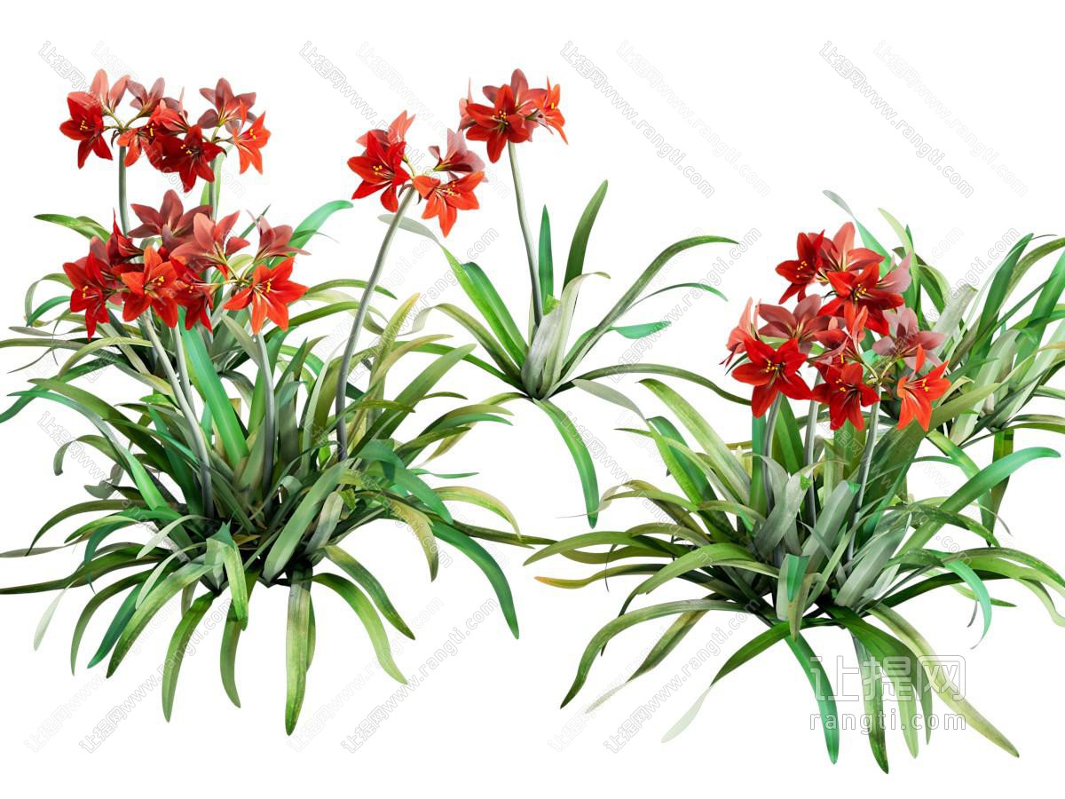 现代植物花草