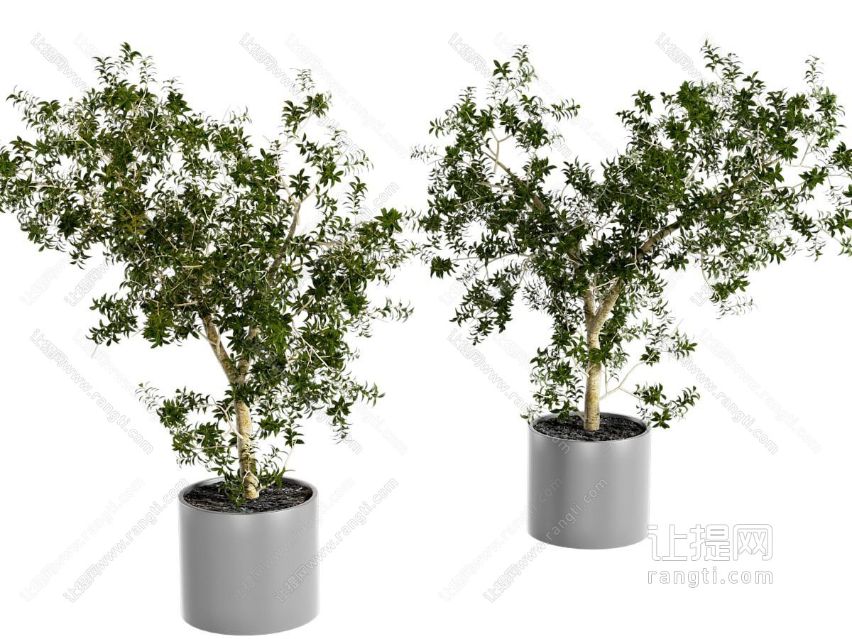 现代植物盆栽