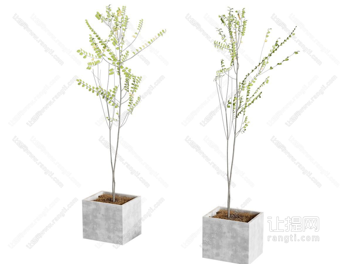 现代植物盆栽