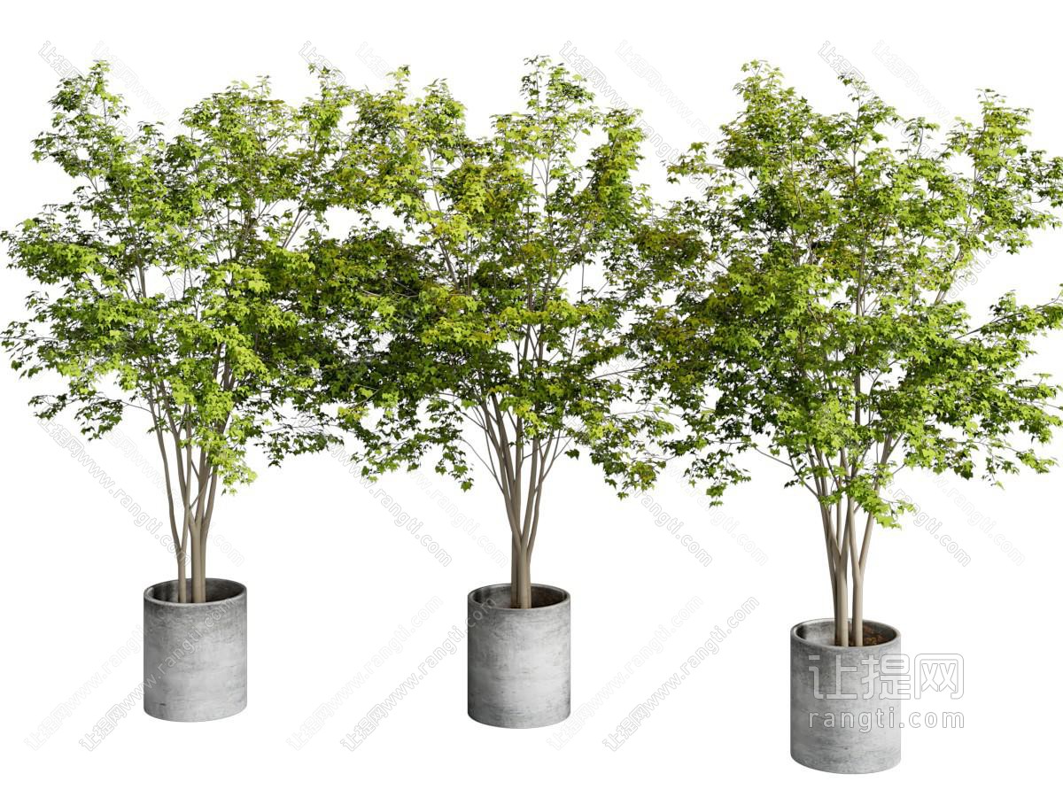 植物盆栽