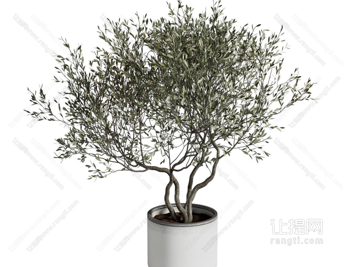 现代植物盆栽