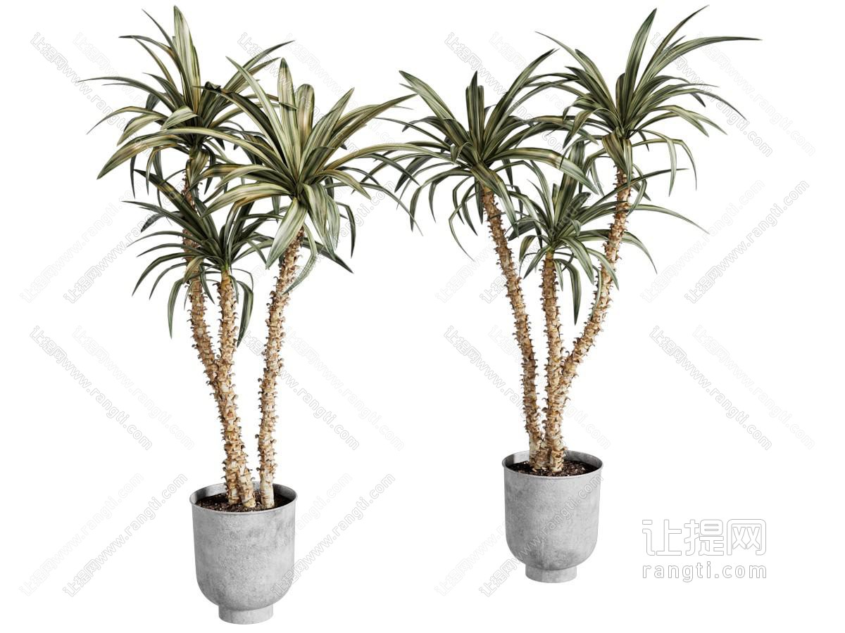 植物盆栽