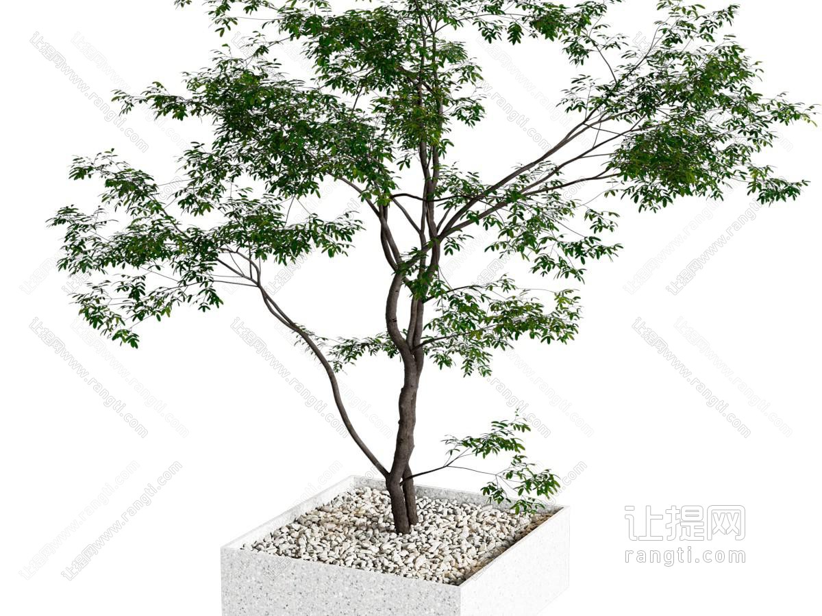 现代盆栽
