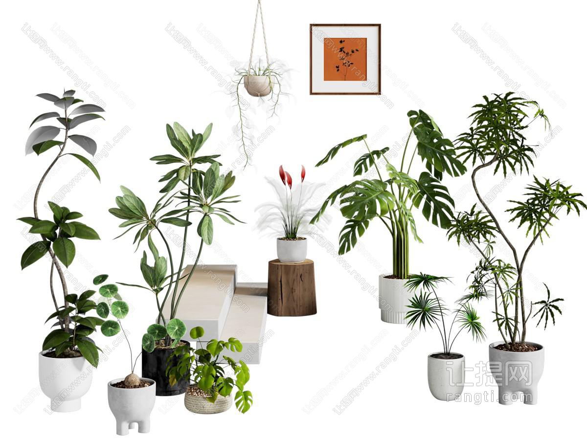 现代花盆盆景盆栽植物