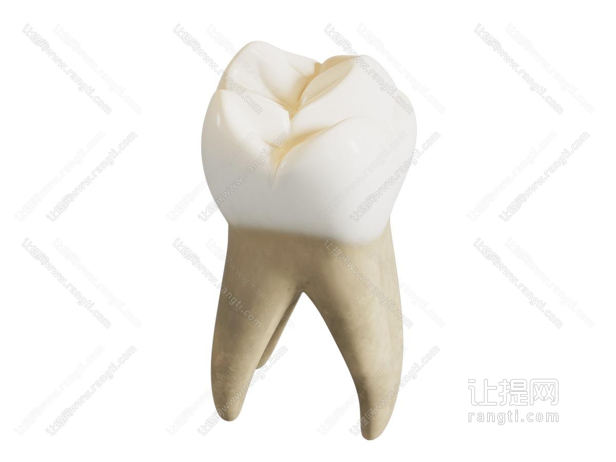 牙齿槽牙 大牙智齿 牙科假体 假牙牙齿 医疗