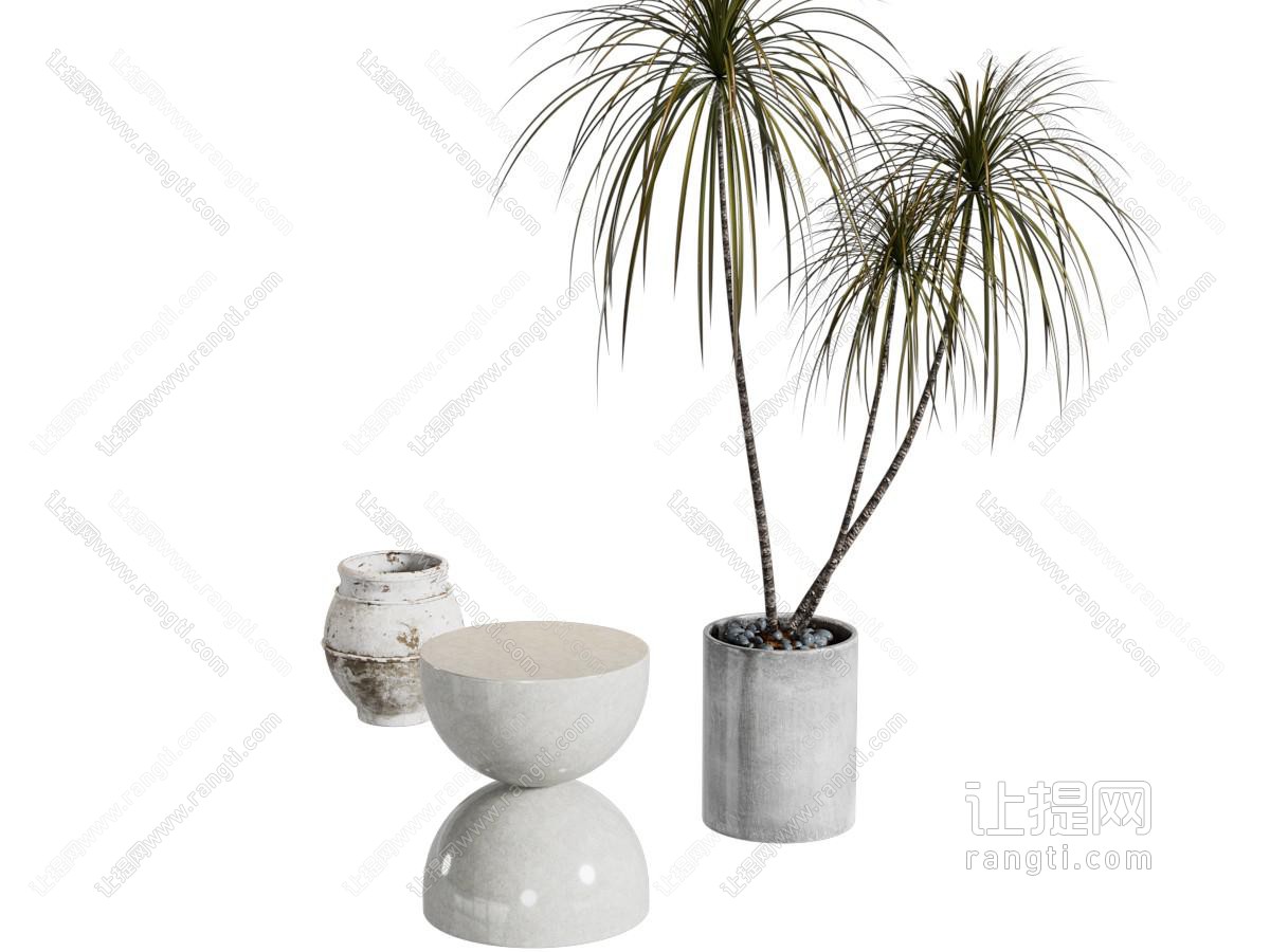 千年木绿植盆栽