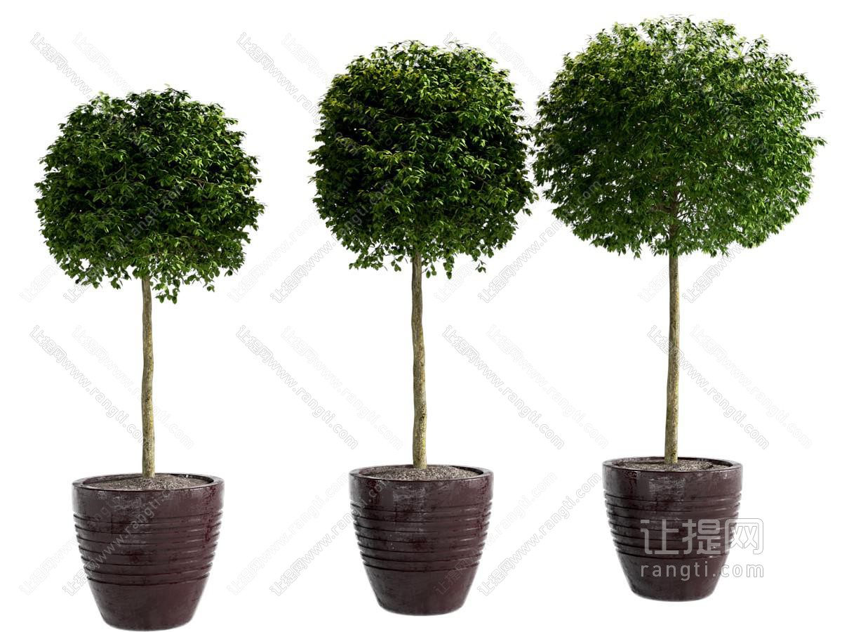 现代花盆盆景盆栽植物