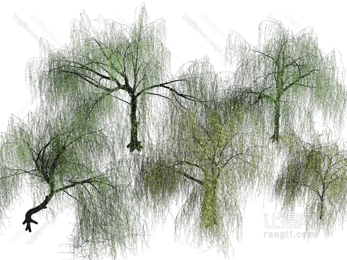 现代垂丝柳树 景观树木