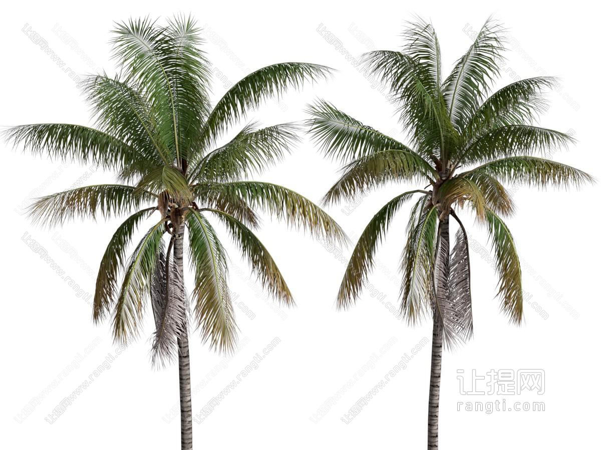 现代椰子树 椰子树槟榔科植物