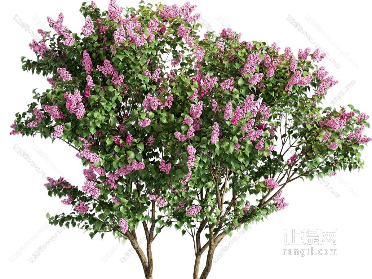 现代花树 丁香树 丁香花 紫薇树 紫荆花