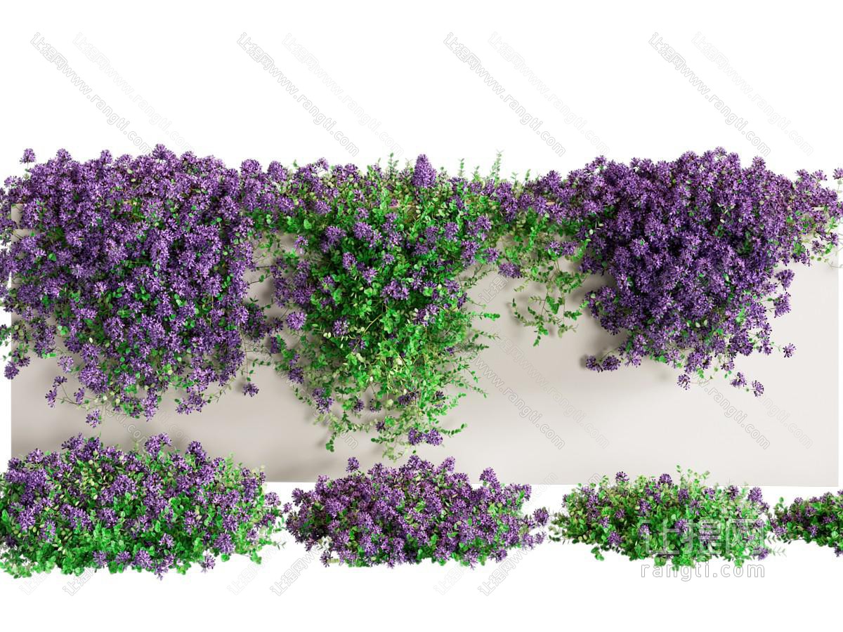 百里香 花卉 植物墙 花草
