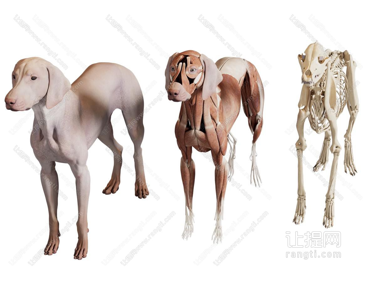 现代狗狗肌肉骨骼