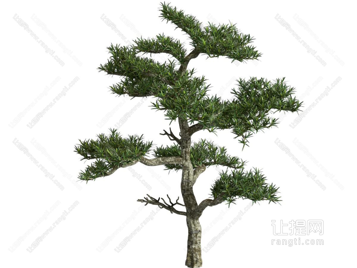 罗汉松 小树木 乔木 造型树