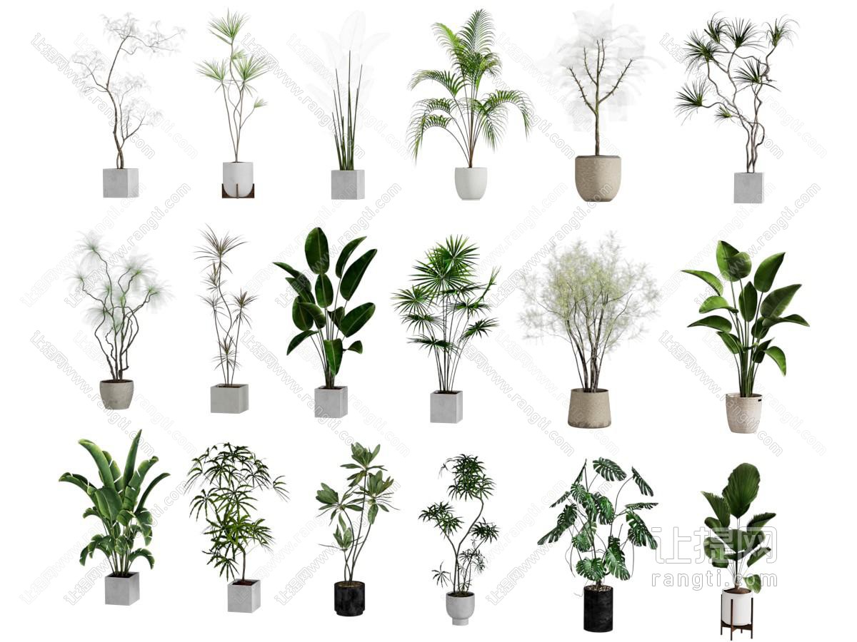 绿植盆栽植物落地