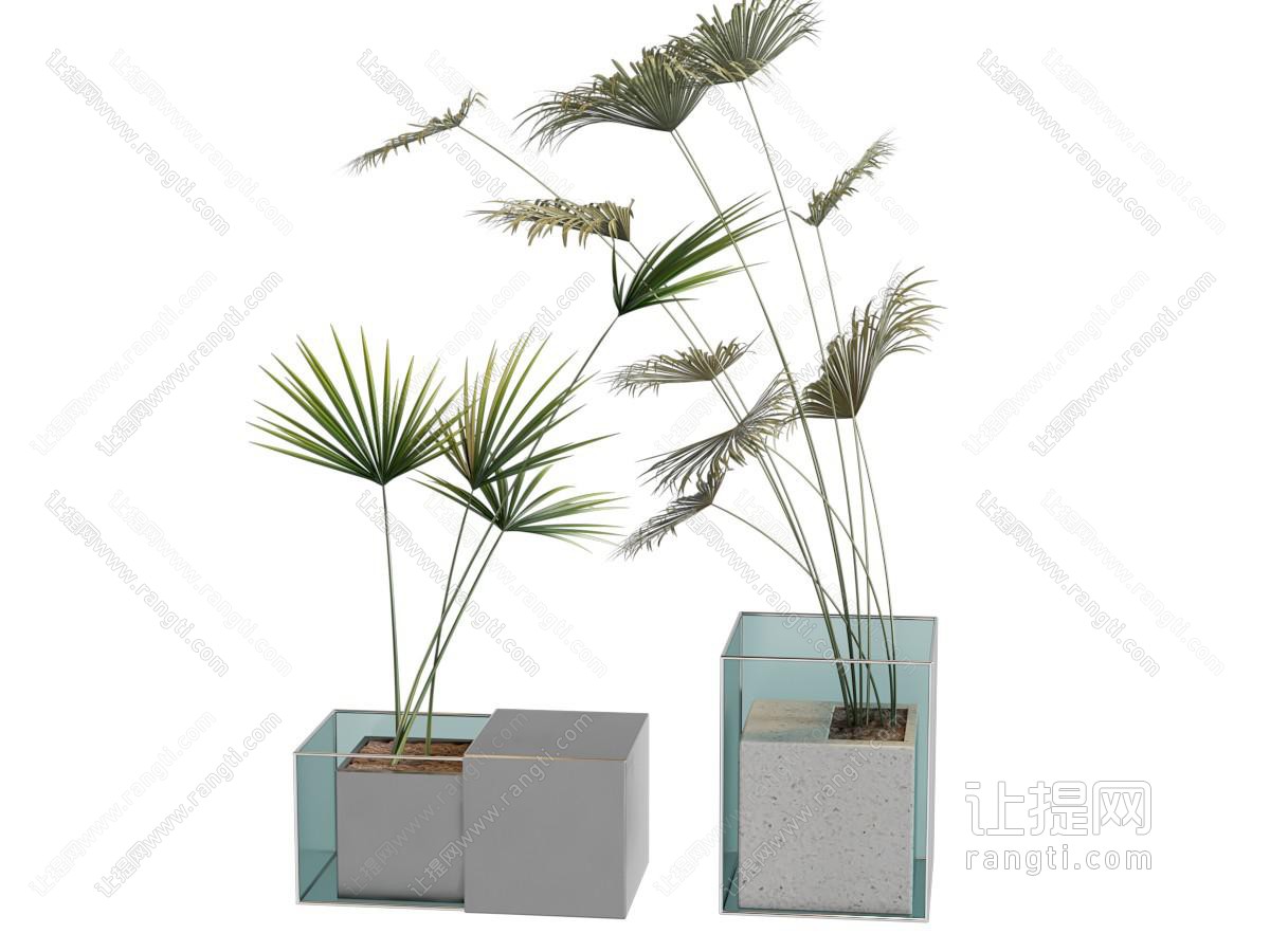 盆栽 植物盆栽 盆景