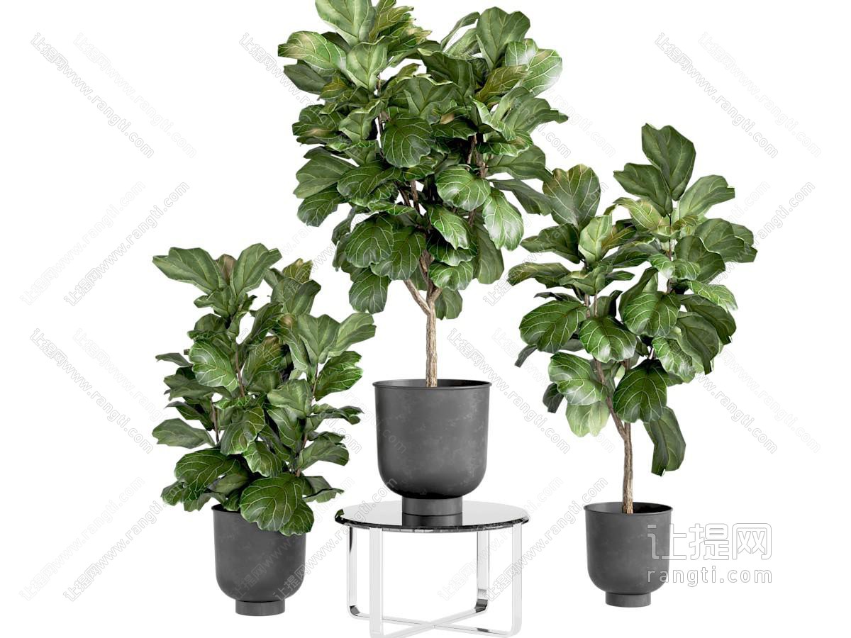 盆栽 现代绿植盆栽组合 落地 室内植物