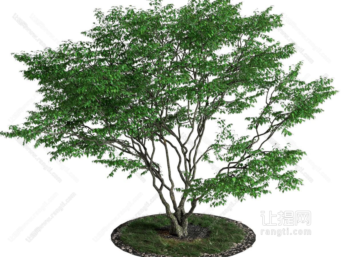 现代树木
