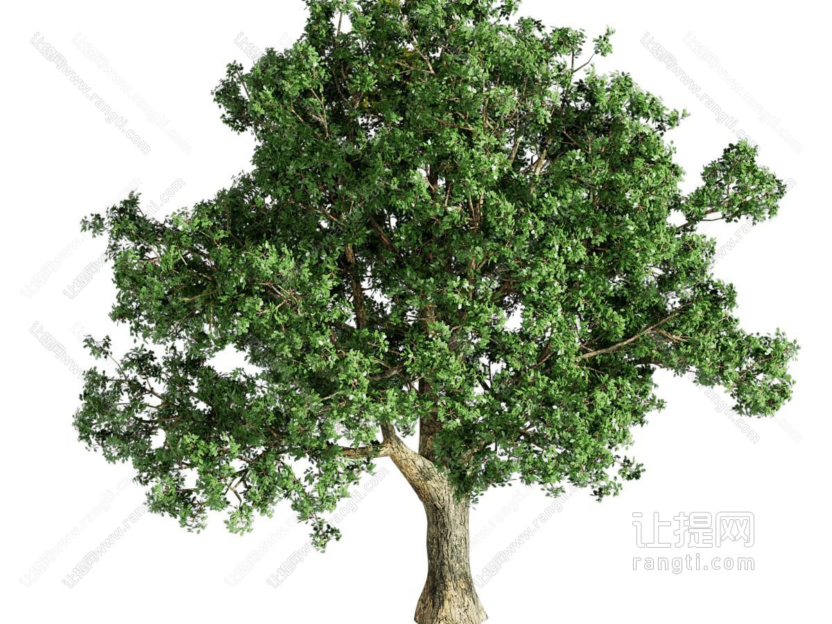 现代树