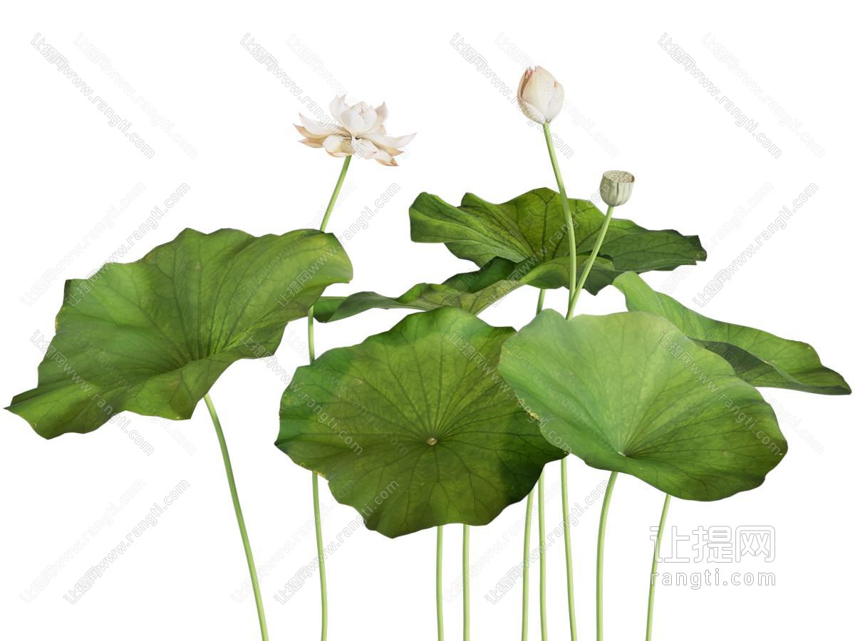 现代荷花莲花