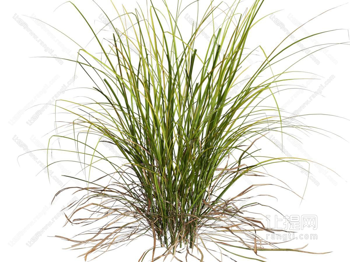 薹草茅草等植物