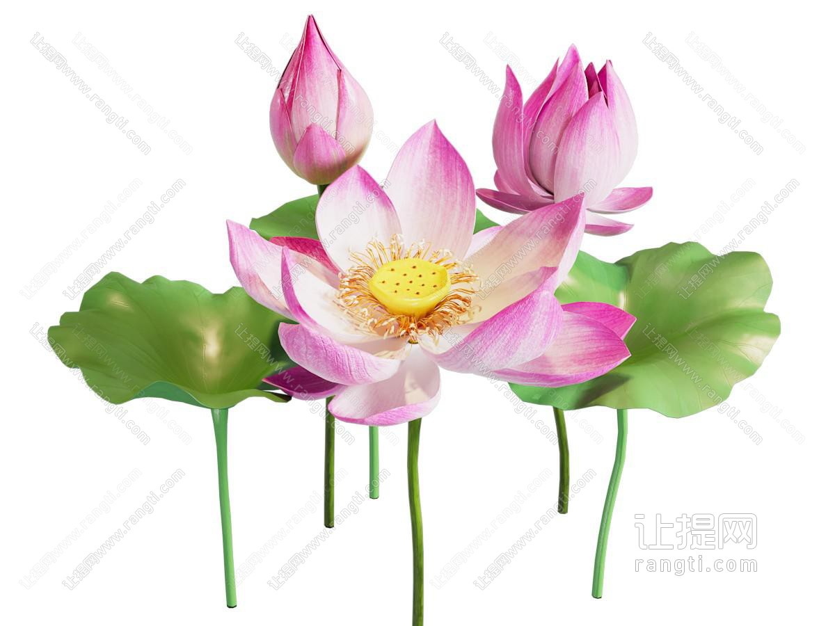 荷花荷叶莲花