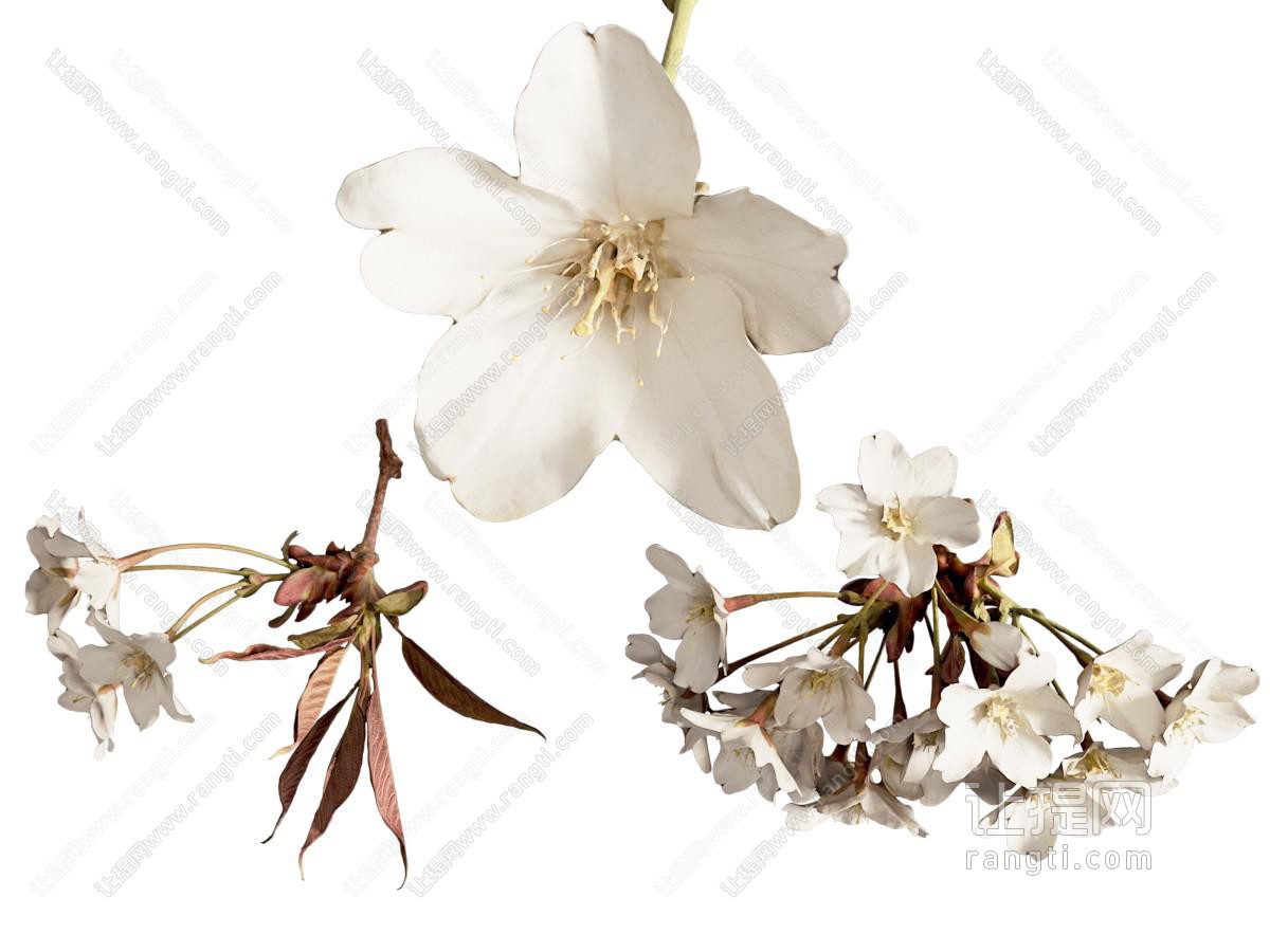 樱桃花