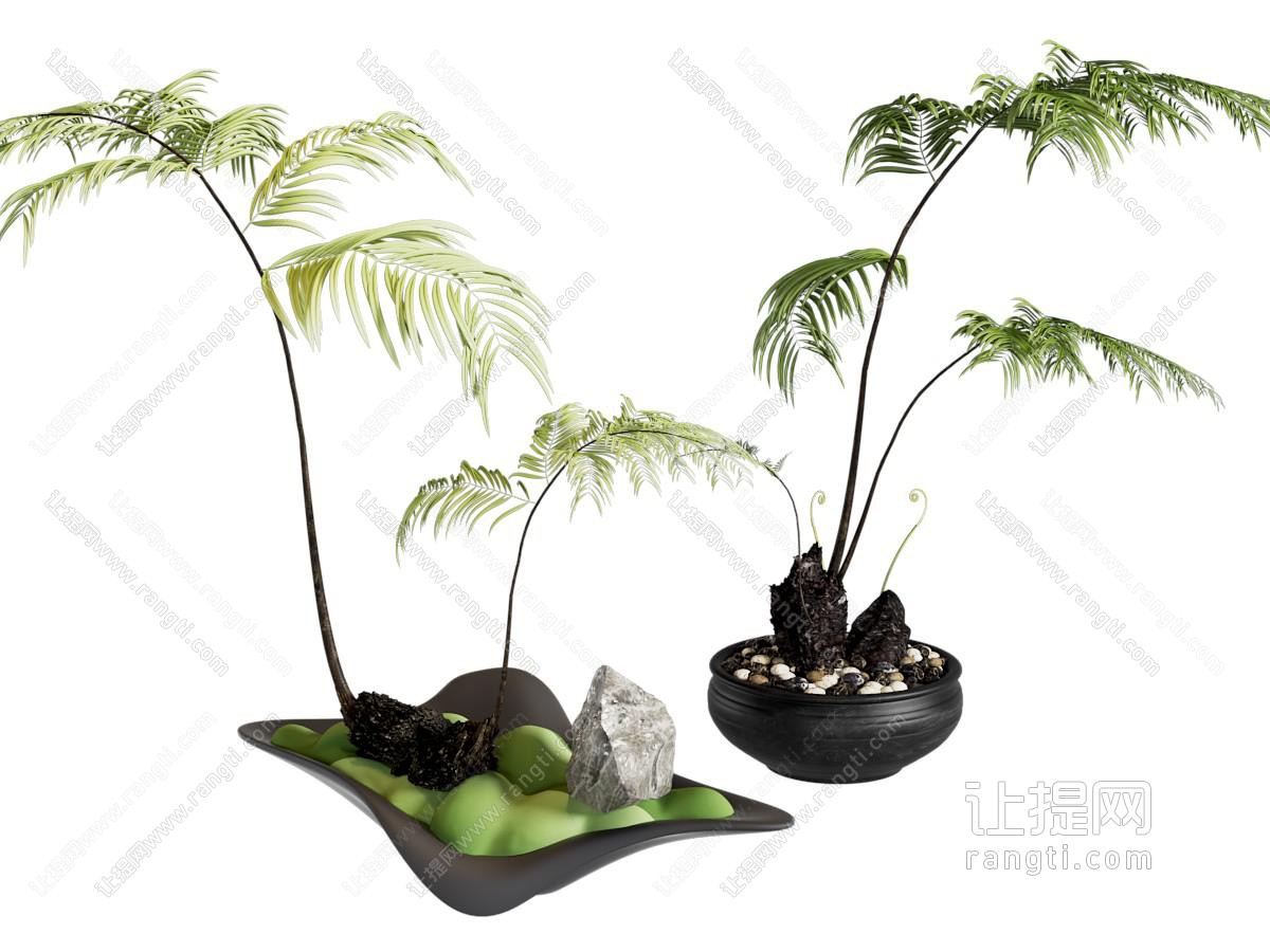 新中式蕨类盆景