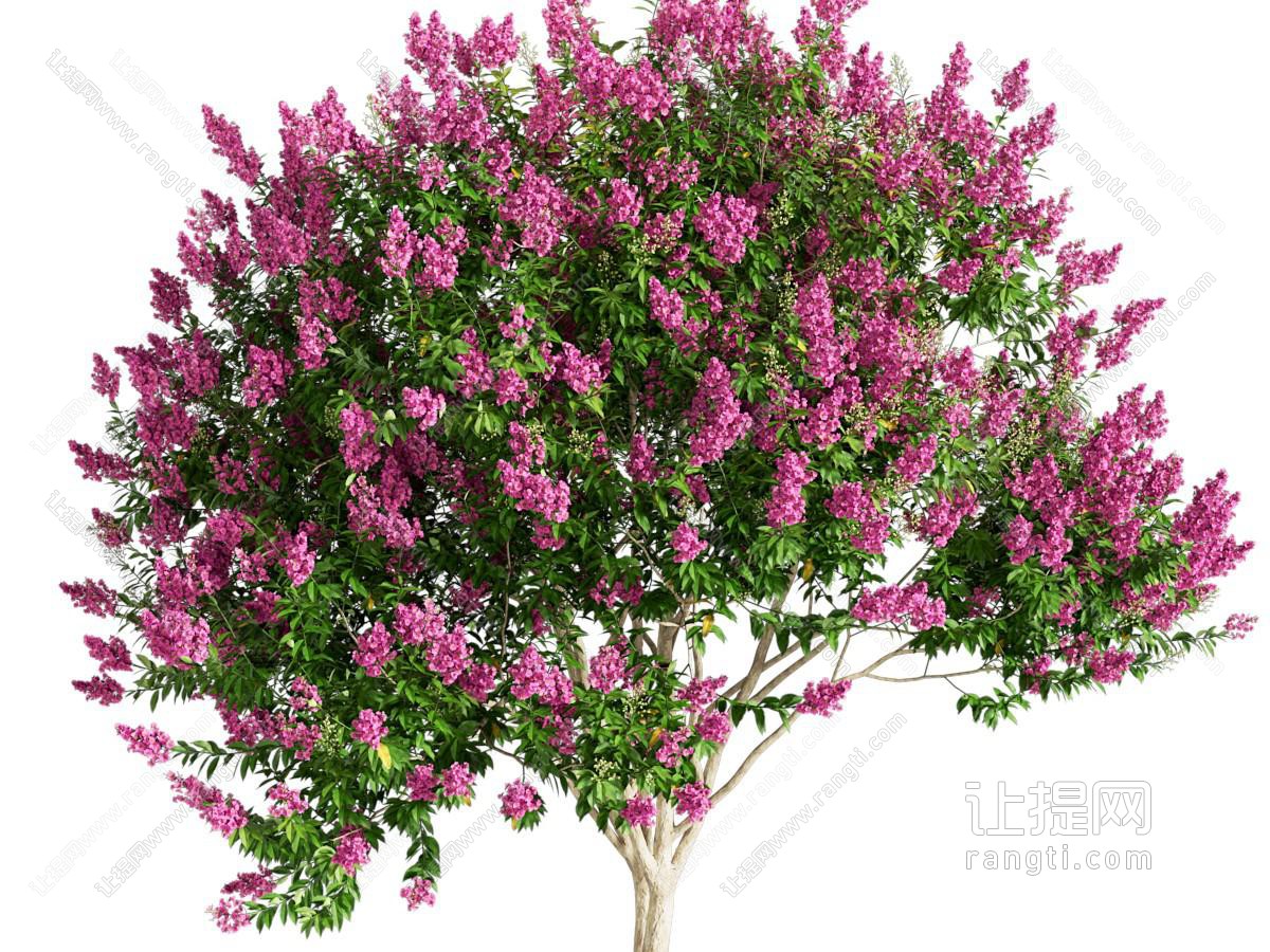 现代紫薇花