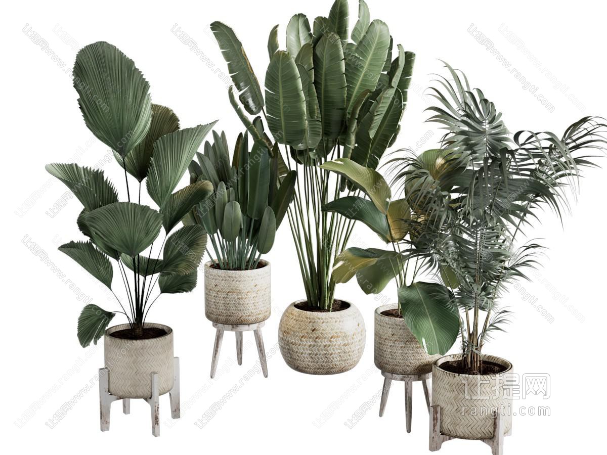 绿植盆栽