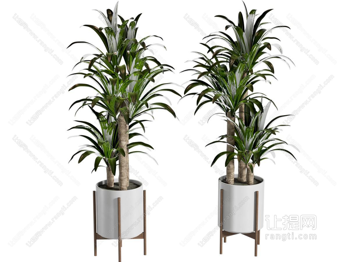 现代龙血树 绿植盆栽 室内绿植