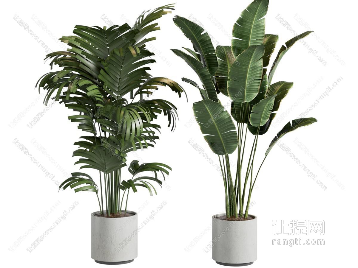 现代盆栽 盆景 芭蕉