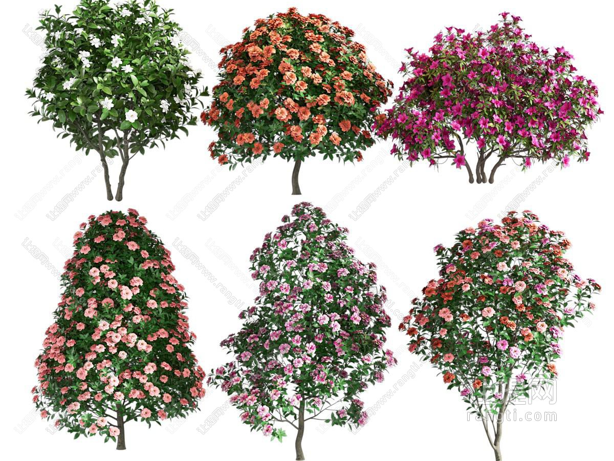 树木 花树