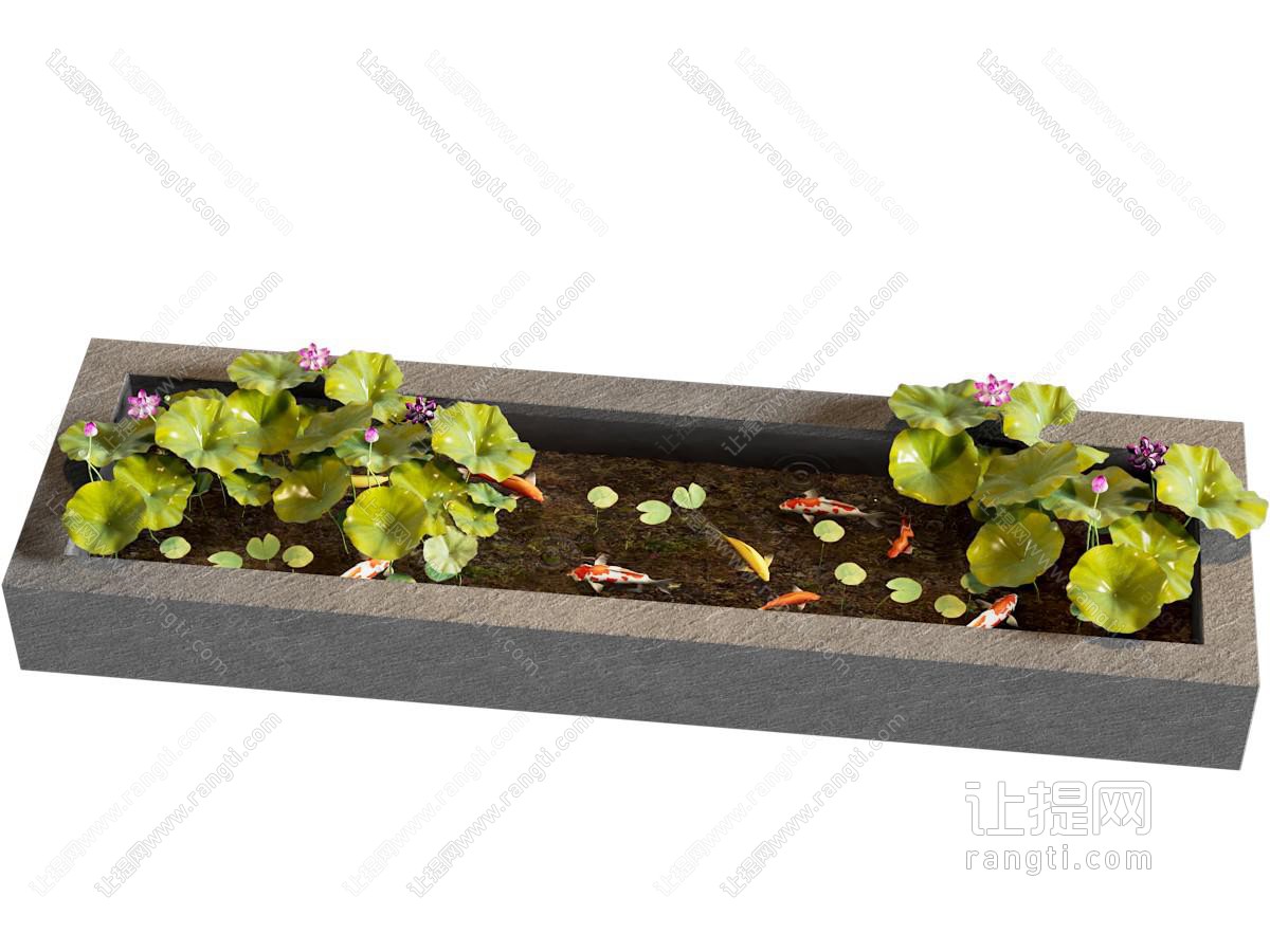 锦鲤池 原生水槽养鱼 荷花池