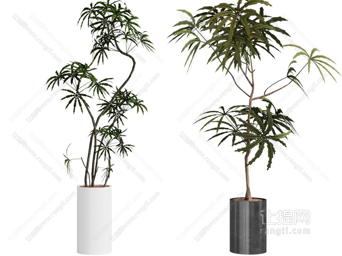 盆栽