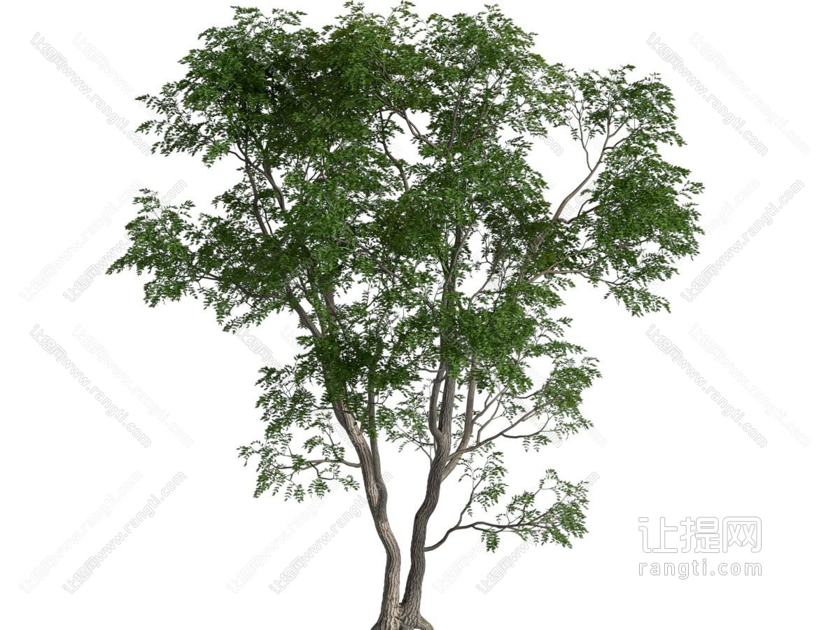 现代树 国槐槐树豆科槐属落叶乔木槐绿植绿植