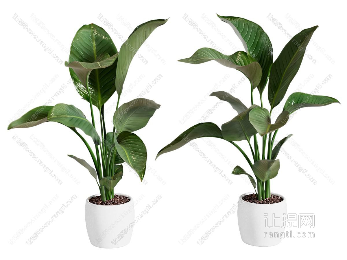 绿植盆栽