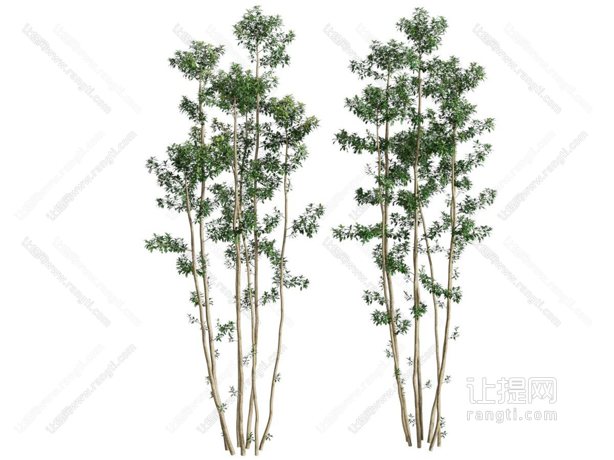 景观树 庭院树 园林树