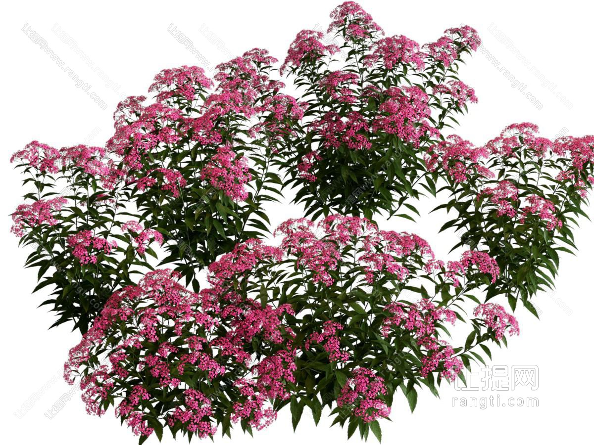 现代花草花卉