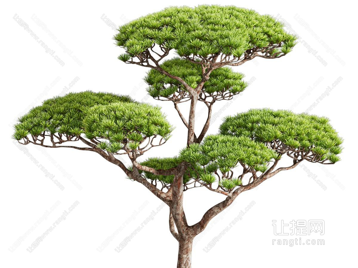 现代松树 景观树木
