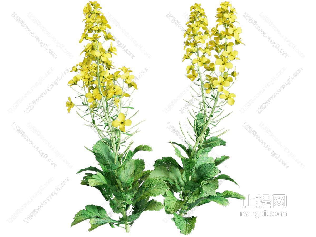 现代油菜花