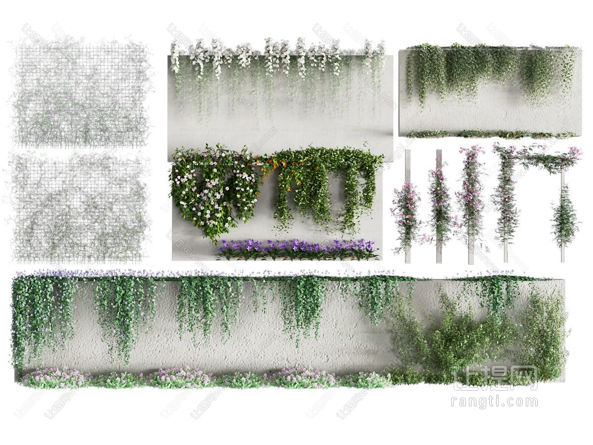 藤蔓爬藤植物 蔷薇爬藤 藤蔓月季 植物墙 花藤 爬山虎