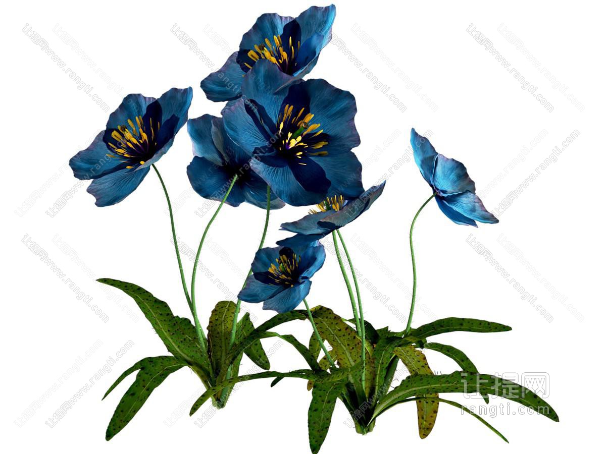 花草花卉