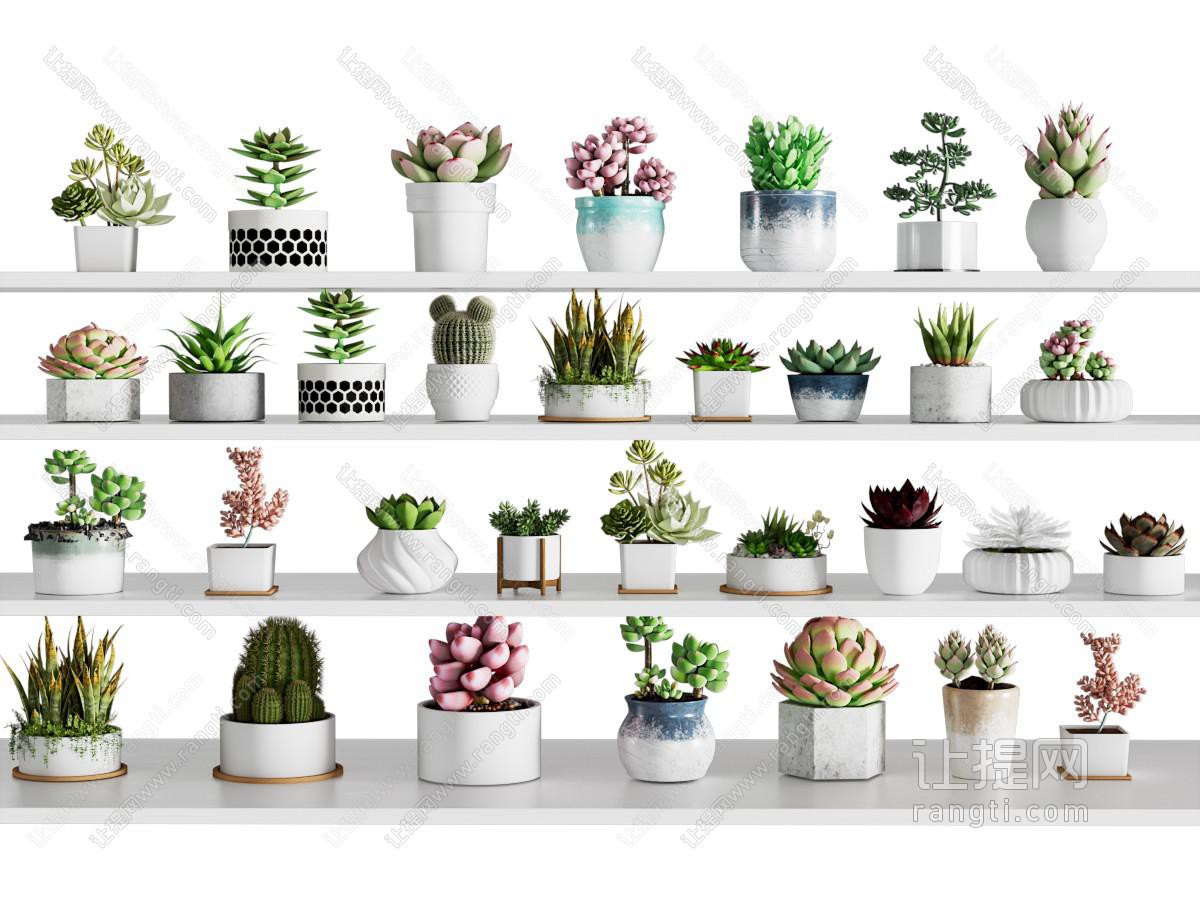 现代植物盆栽 多肉盆栽